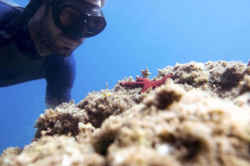 1-Hour Snorkeling Tour in Paraggi Bay, Portofino - Final Thoughts