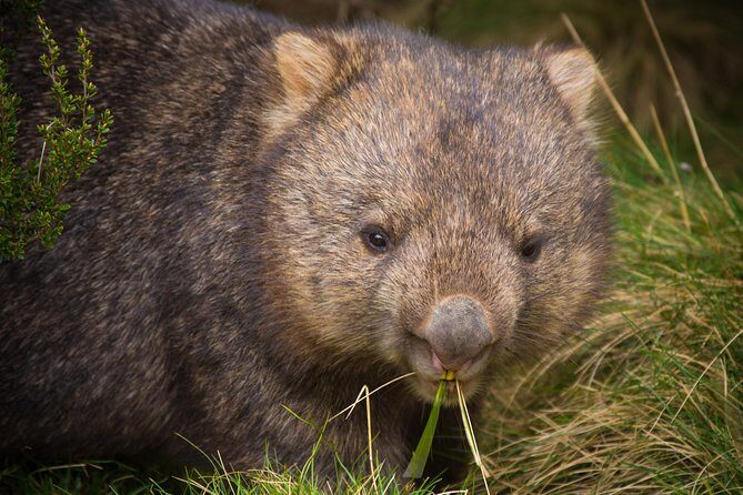 1-Hour Tasmanian Devil Feeding Day Tour at Cradle Mountain - FAQ