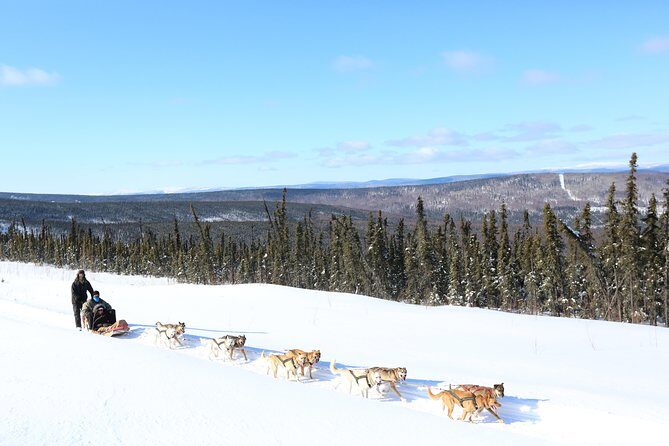 1 hour Winter Dog Sledding in Fairbanks - What Is This Tour All About?