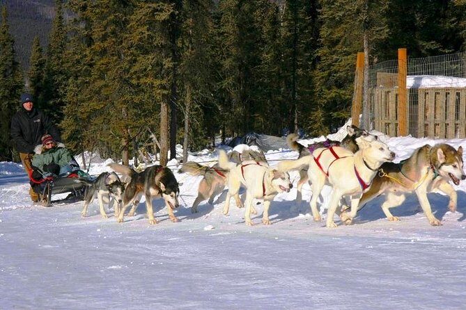 1 hour Winter Dog Sledding in Fairbanks - What Do People Say?