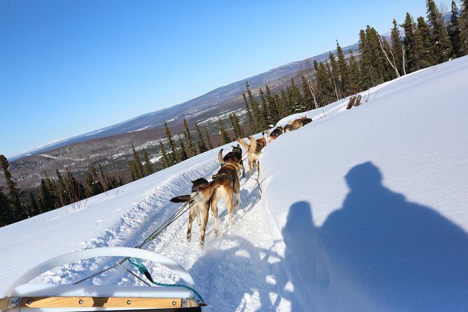 1 hour Winter Dog Sledding in Fairbanks - Final Thoughts
