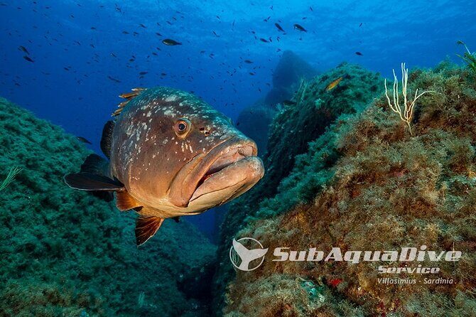 1 single dive in the Capo Carbonara marine protected area. For patented. - Key Points