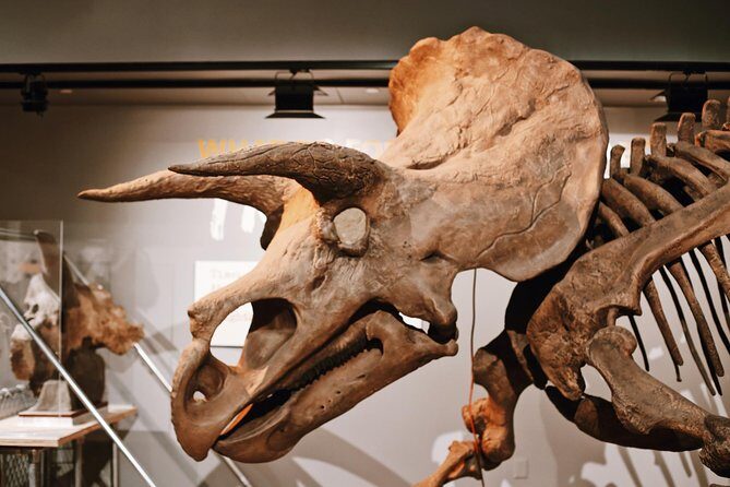 #1 Smithsonian Natural History + American History Museum Tour - An In-Depth Look at What to Expect