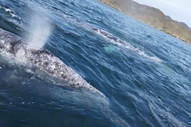 #1 Snorkel La Paz Mexico All Iconic Sites at Once private trip - Key Points