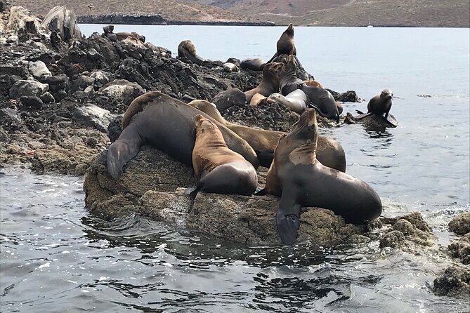 #1 Snorkel La Paz Mexico All Iconic Sites at Once private trip - Marine Encounters and Snorkeling Highlights
