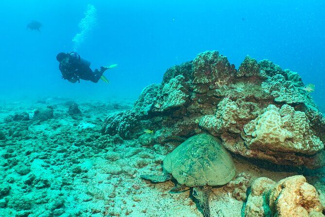 1 Tank Discover Scuba at Koloa Landing with No Experience needed - The Experience at Koloa Landing: What Makes It Special