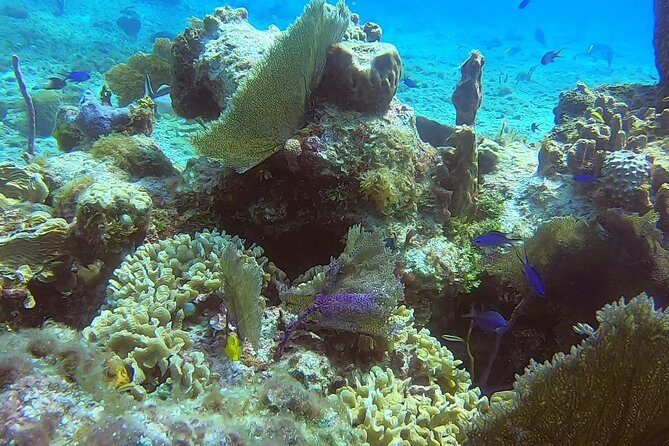 1 Tank Guided Shore Dive Including Equipment - Practical Considerations