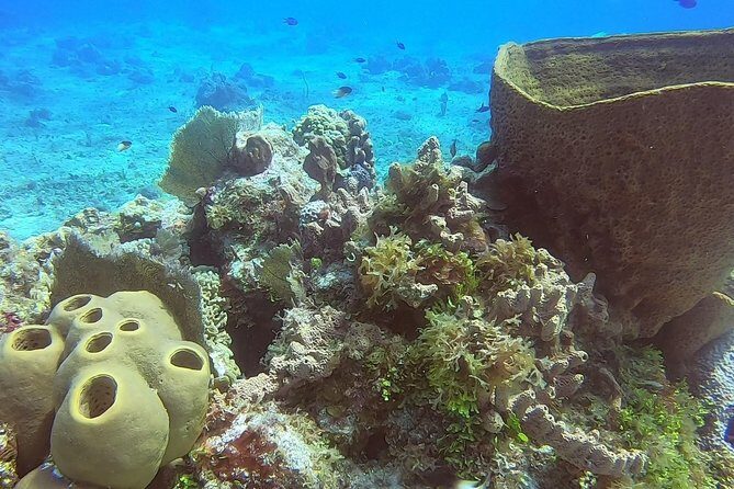 1 Tank Guided Shore Dive Including Equipment - Who’s This Tour Best For?