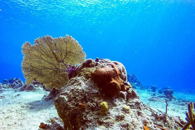 1 Tank Guided Shore Dive Including Equipment - Final Thoughts