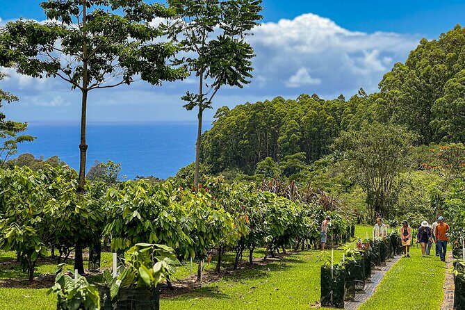 10 Bar Hawaiian Craft Chocolate Tasting Experience - An Introduction to the Chocolate Journey