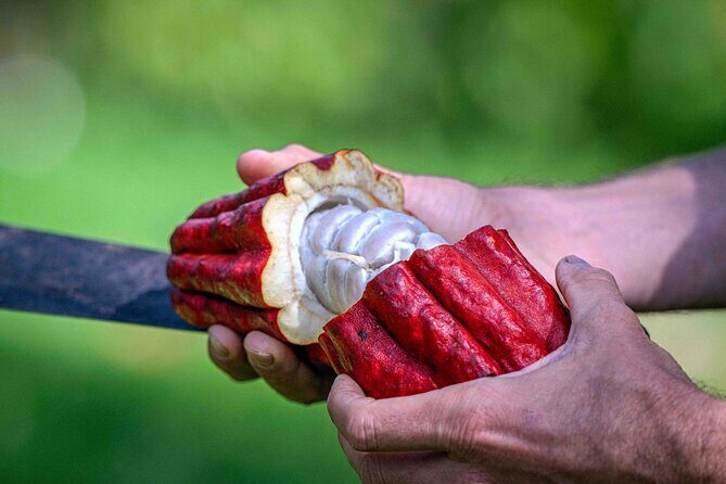 10 Bar Hawaiian Craft Chocolate Tasting Experience - The Setting and Views