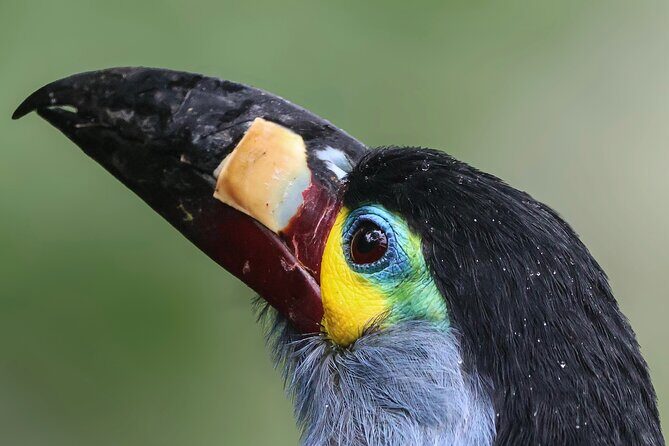 10 Days Birding Photo tour from Andes to Amazon of Ecuador - An Overview of the Tour Experience