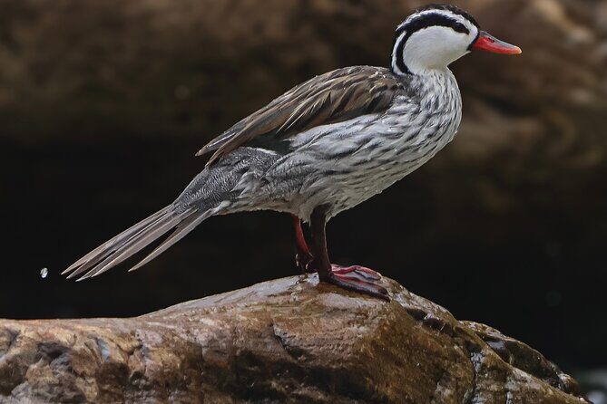10 Days Birding Photo tour from Andes to Amazon of Ecuador - The Value for Birders and Photographers