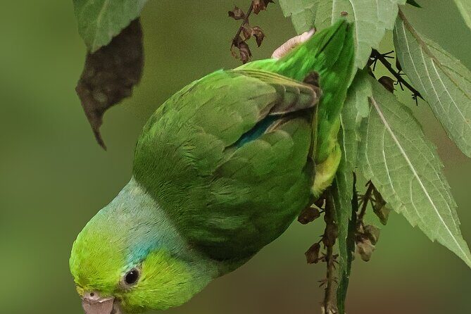 10 Days Birding Photo tour from Andes to Amazon of Ecuador - Frequently Asked Questions