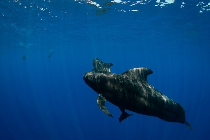 10 Passenger Max Customizable Private Charter - Potential Drawbacks or Considerations