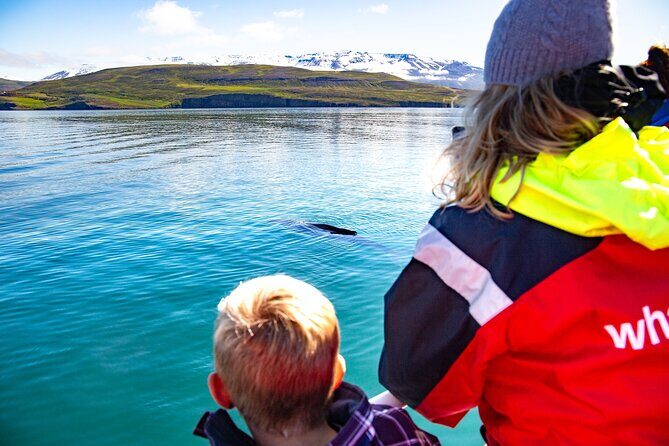 100% Whale Watching - A Realistic Look at Iceland’s Whale Watching Adventure