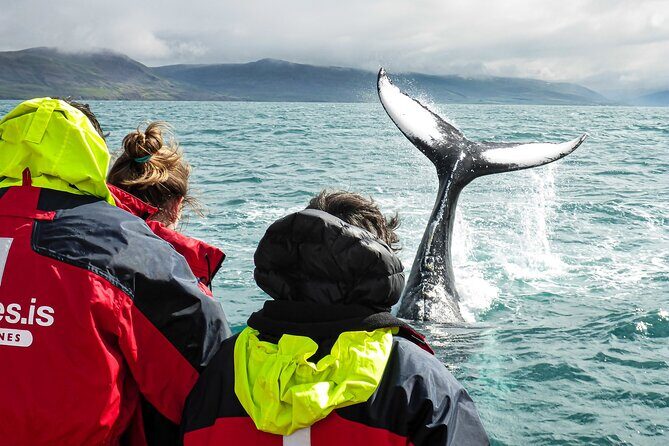 100% Whale Watching - Exploring the Details of the Whale Watching Tour