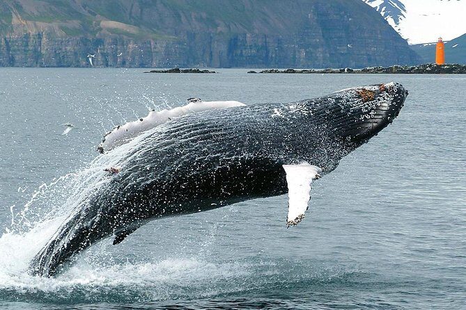 100% Whale Watching - Frequently Asked Questions
