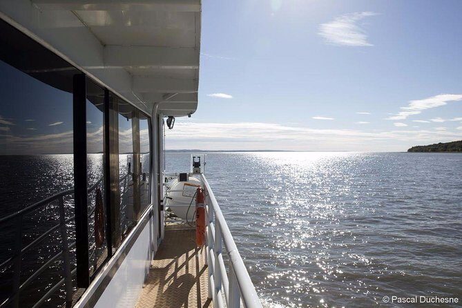 1000 Little Penguins Cruise - What the Reviews Say