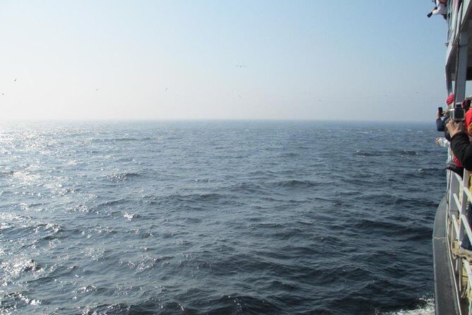 1000 Little Penguins Cruise - Practical Details