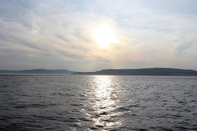 1000 Little Penguins Cruise - Who Should Consider This Tour?