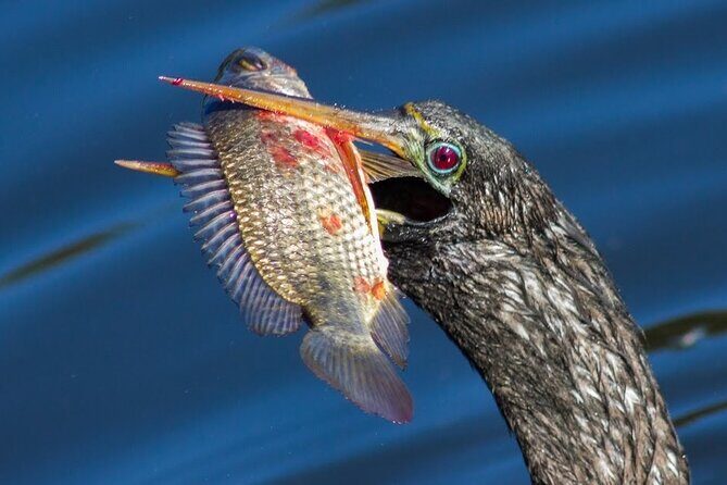 10,000 Islands Boat Tour + Naturalist Led Walk in the Everglades! - Who Should Consider This Tour?