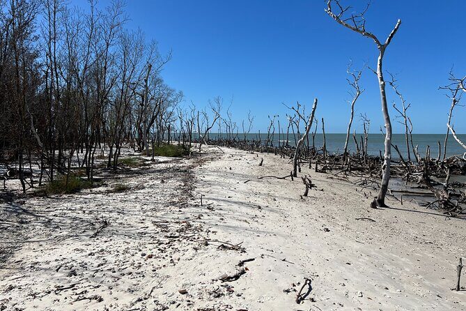 10,000 Islands Shelling Trip Marco Island FL - Key Points