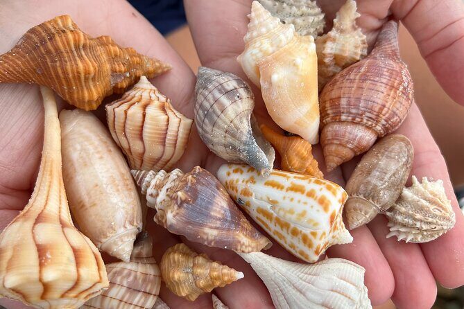 10,000 Islands Shelling Trip Marco Island FL - Exploring the Experience in Detail