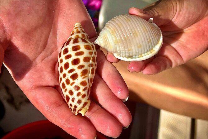 10K Islands Private Shelling Tour - What is the 10K Islands Private Shelling Tour?