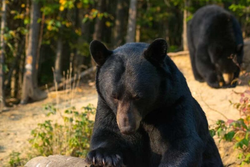 15 min. Tadoussac : Black Bear Observation with Expert Guide - What Exactly Is the Black Bear Observation Tour?