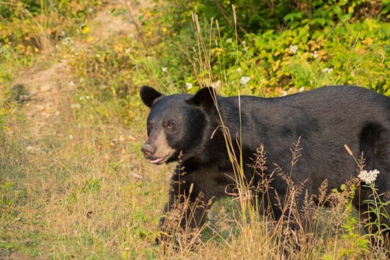 15 min. Tadoussac : Black Bear Observation with Expert Guide - Real-World Insights from Reviews