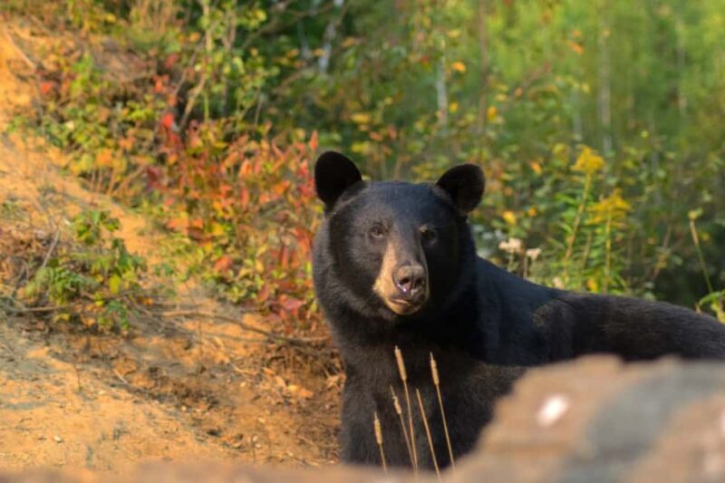 15 min. Tadoussac : Black Bear Observation with Expert Guide - Final Thoughts