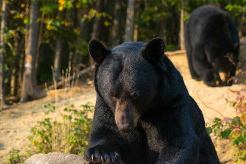 15 min. Tadoussac : Black Bear Observation with Expert Guide - FAQs