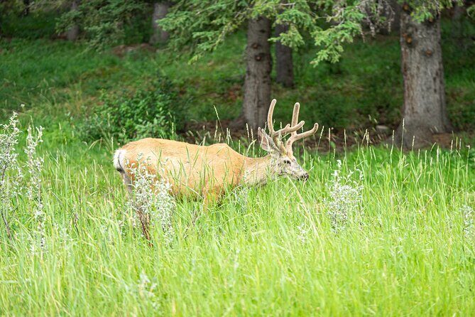 16 Days Premium Tour in Western Canada and Vancouver Island - An In-Depth Look at the Itinerary