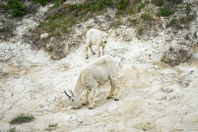 16 Days Premium Tour in Western Canada and Vancouver Island - Final Thoughts