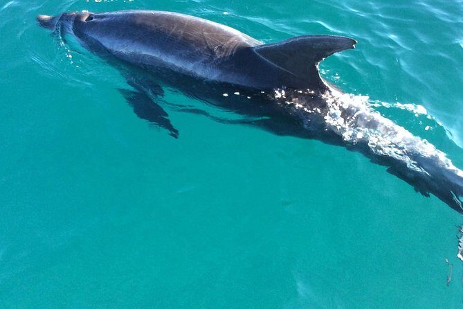 1770 Coastline Tour by LARC Amphibious Vehicle Including Picnic Lunch - FAQ