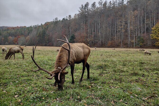 2.5-3 hour Smoky Mountain Cherokee Blue Ridge Parkway Safari tour - The Practical Details