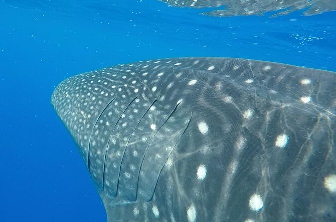 2.5 Hour Morning Snorkel - Who Should Consider This Tour?