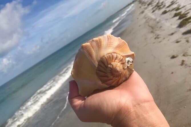 2.5 Hour Shell Key Island Adventure Including Dolphins And Shells - Key Points