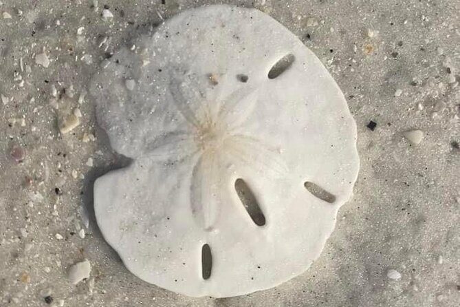 2.5 Hour Shell Key Island Adventure Including Dolphins And Shells - A Closer Look at the Shell Key Island Adventure