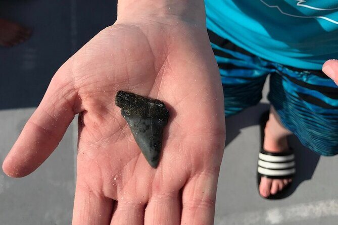 2.5 Hour Shell Key Island Adventure Including Dolphins And Shells - Wildlife and Scenic Highlights