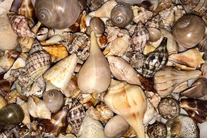 2.5 Hour Shell Key Island Adventure Including Dolphins And Shells - Is It Worth the Price?