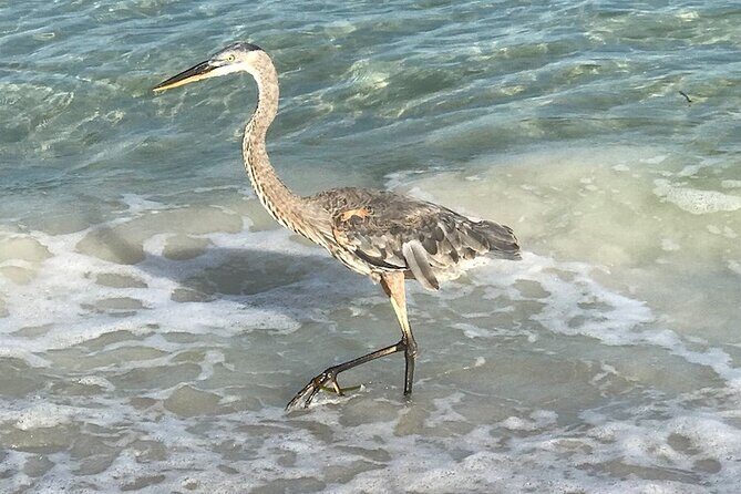2.5 Hour Shell Key Island Adventure Including Dolphins And Shells - Practical Notes and Considerations