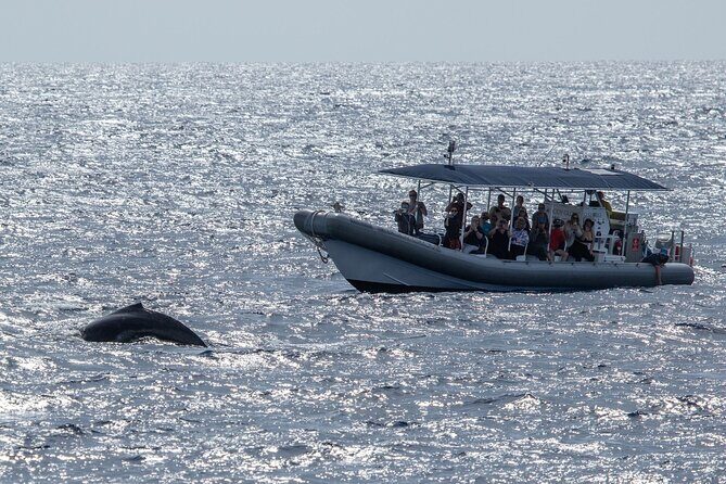 2.5-Hour Whale Watching On A 41' Super-Raft - Who Should Consider This Tour?