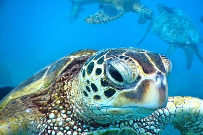 2.5 Hour Xpress Snorkel from Kaanapali Beach - Key Points