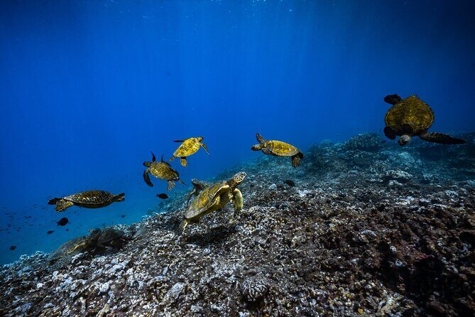 2.5 Hour Xpress Snorkel from Kaanapali Beach - Who Would Love This Experience?