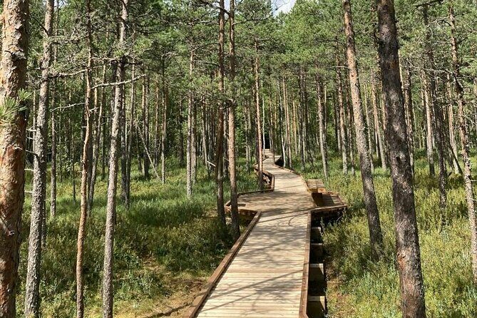 2.5 Hours Hike in Vaattunkikongas Forest Trail - What to Expect from the Vaattunkikongas Forest Trail Hike