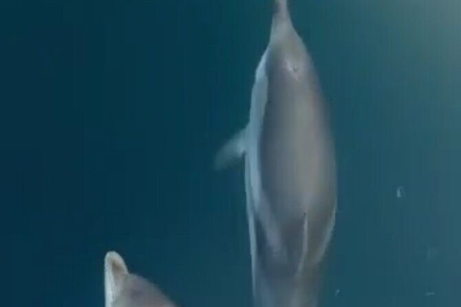 2.5 Hours Sunset Boat Tour in Search of Dolphins - What the Tour Offers and Why It Matters