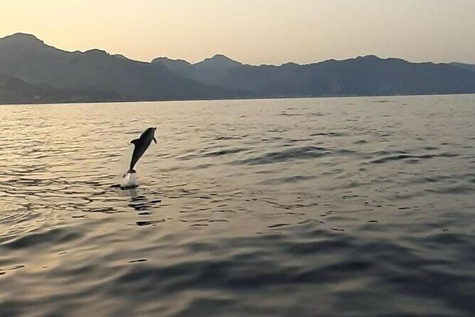 2.5 Hours Sunset Boat Tour in Search of Dolphins - Final Thoughts