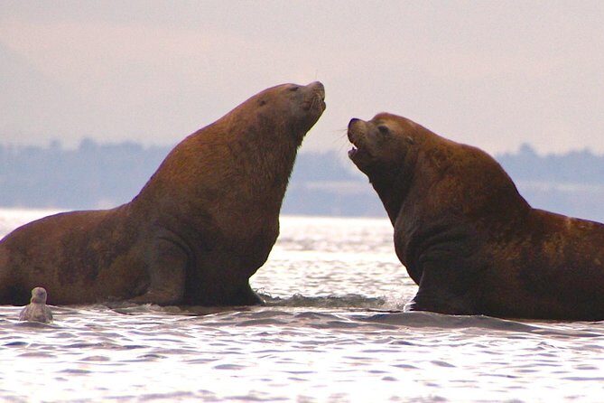 2-Day Fully-Catered Kayak Camping Trip in the San Juan Islands - A closer look at the San Juan Islands Kayak Camping Experience